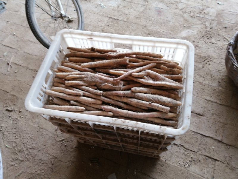 小白嘴山药生产基地直接供应