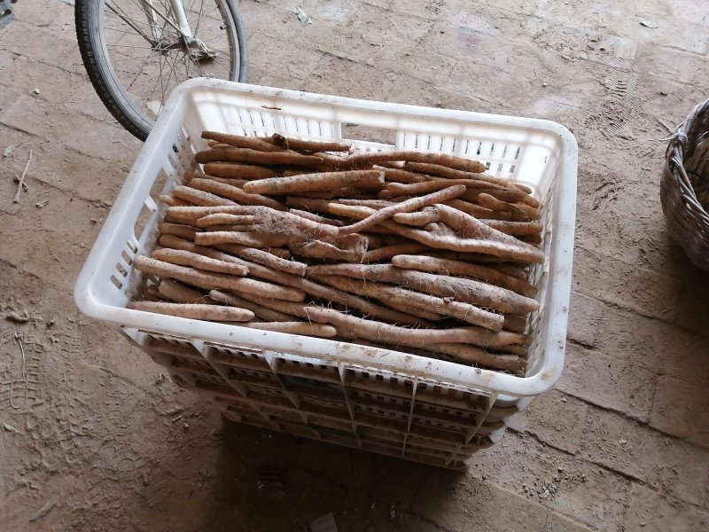小白嘴山药生产基地直接供应