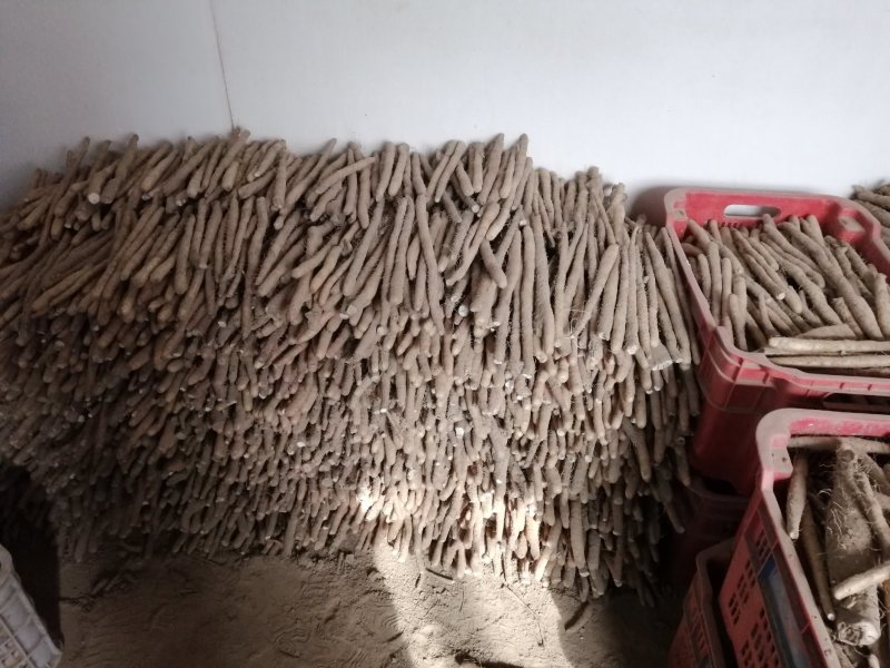 小白嘴白山药生产基地直接供应