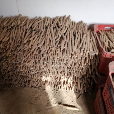 小白嘴白山药生产基地直接供应
