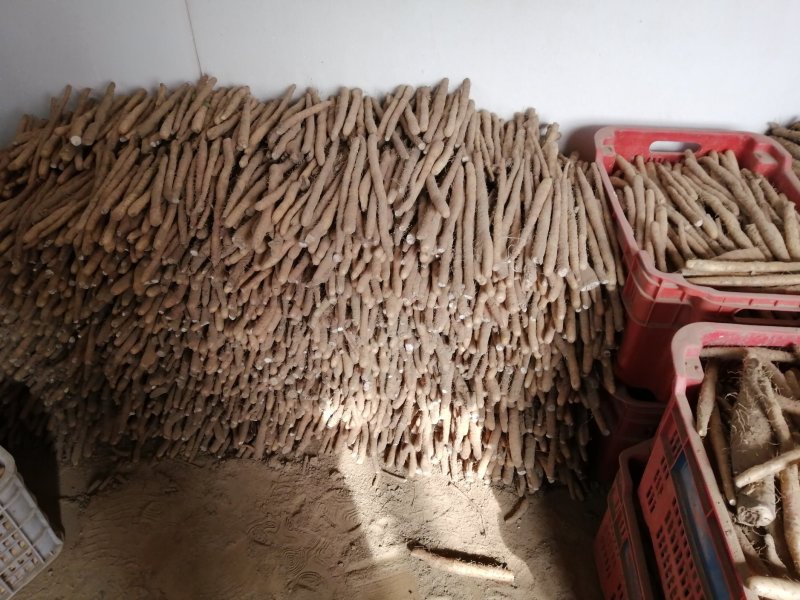 小白嘴白山药生产基地直接供应