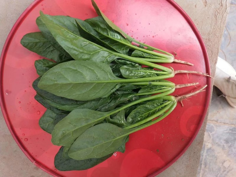 大叶菠菜20~25厘米一手货源值得采购
