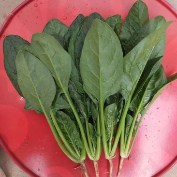 大叶菠菜20~25厘米一手货源值得采购