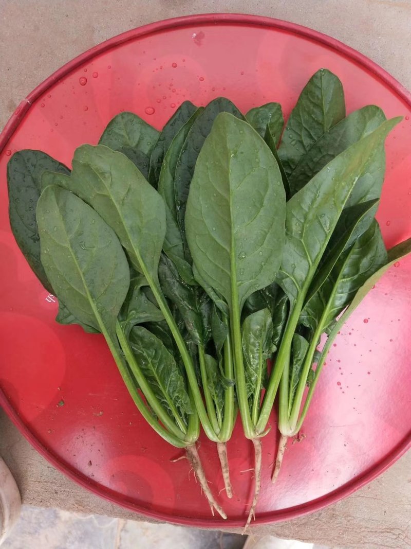 大叶菠菜20~25厘米一手货源值得采购