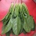 大叶菠菜20~25厘米一手货源值得采购