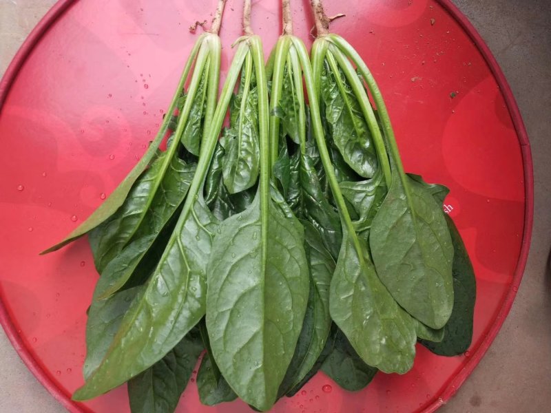 大叶菠菜20~25厘米一手货源值得采购