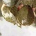 甲鱼苗，品种好成活高，品质保证，耐运输。