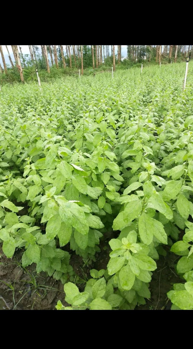 鲜枸杞叶，鲜枸杞