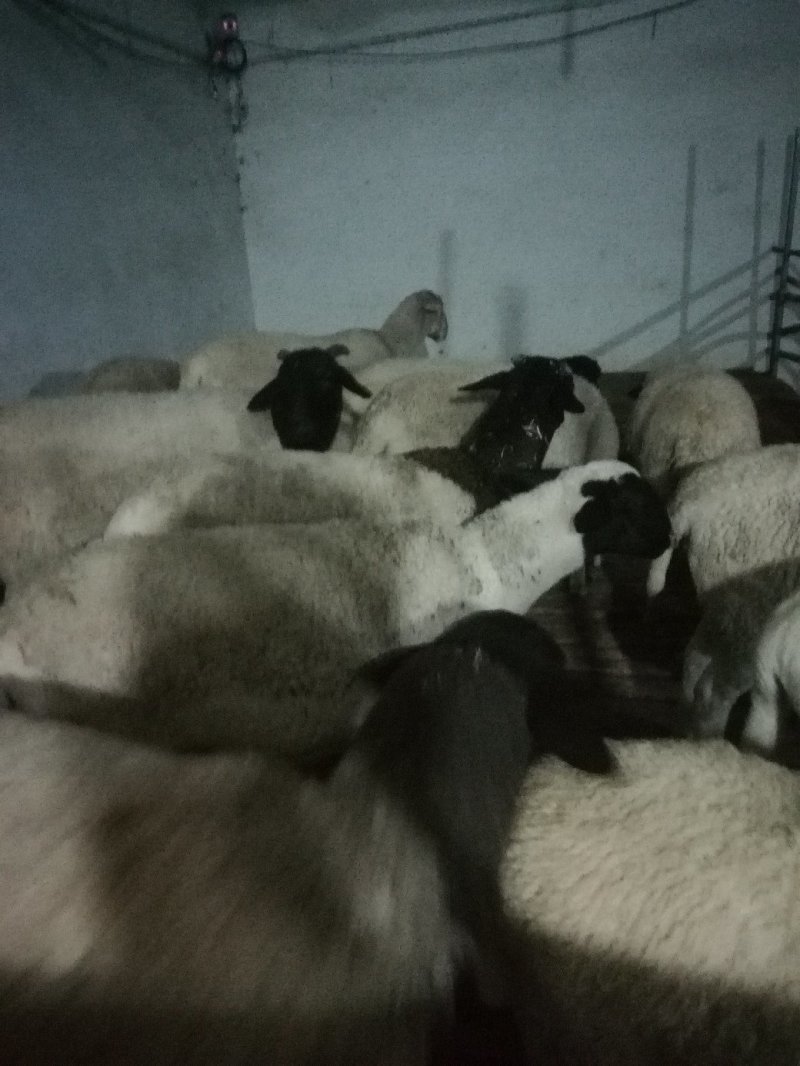 纯种杜泊绵羊繁殖基地