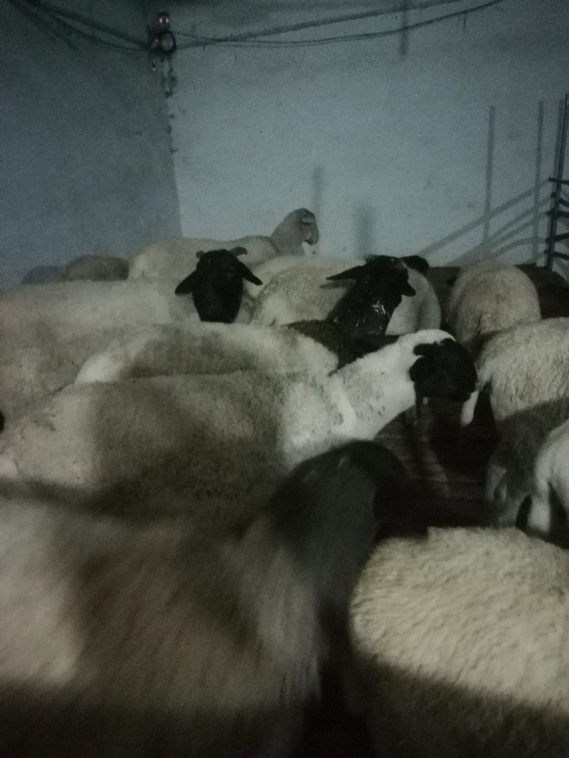 纯种杜泊绵羊繁殖基地