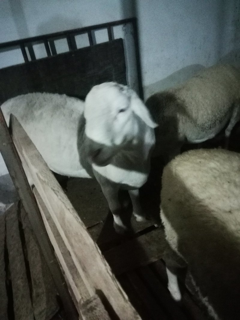 纯种杜泊绵羊繁殖基地