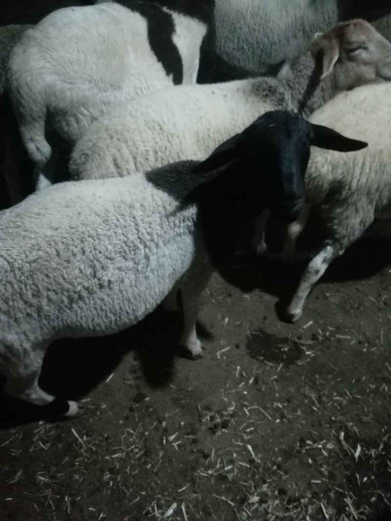 纯种杜泊绵羊繁殖基地