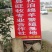 纯种杜泊绵羊繁殖基地