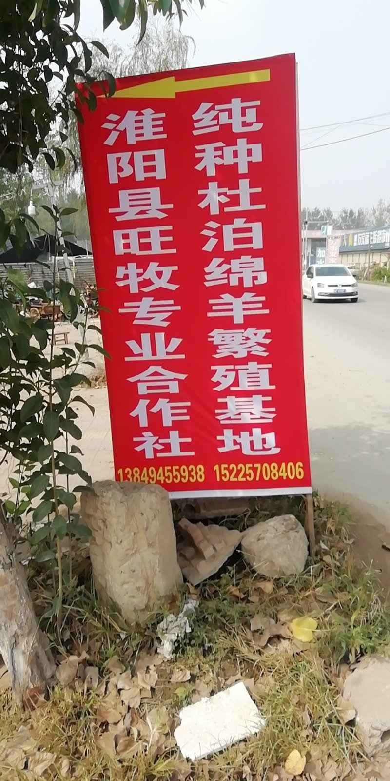 纯种杜泊绵羊繁殖基地
