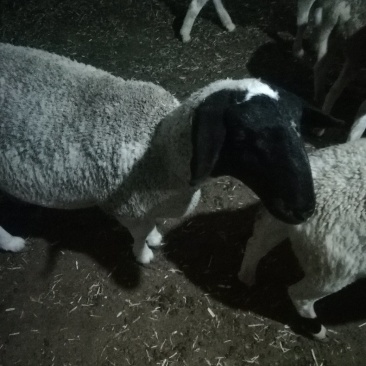 纯种杜泊绵羊繁殖基地