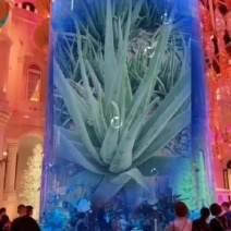 卖芦荟