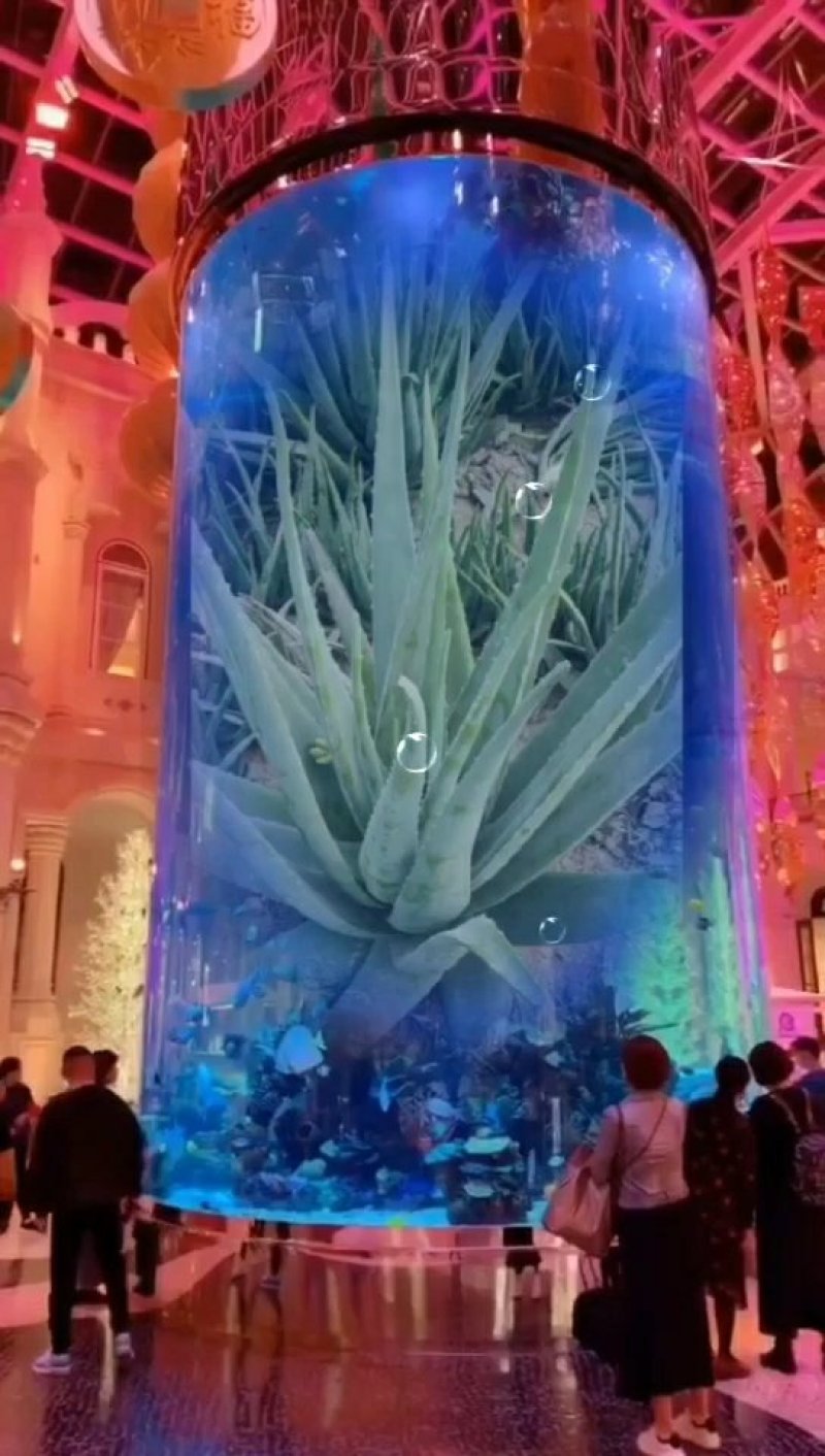 卖芦荟