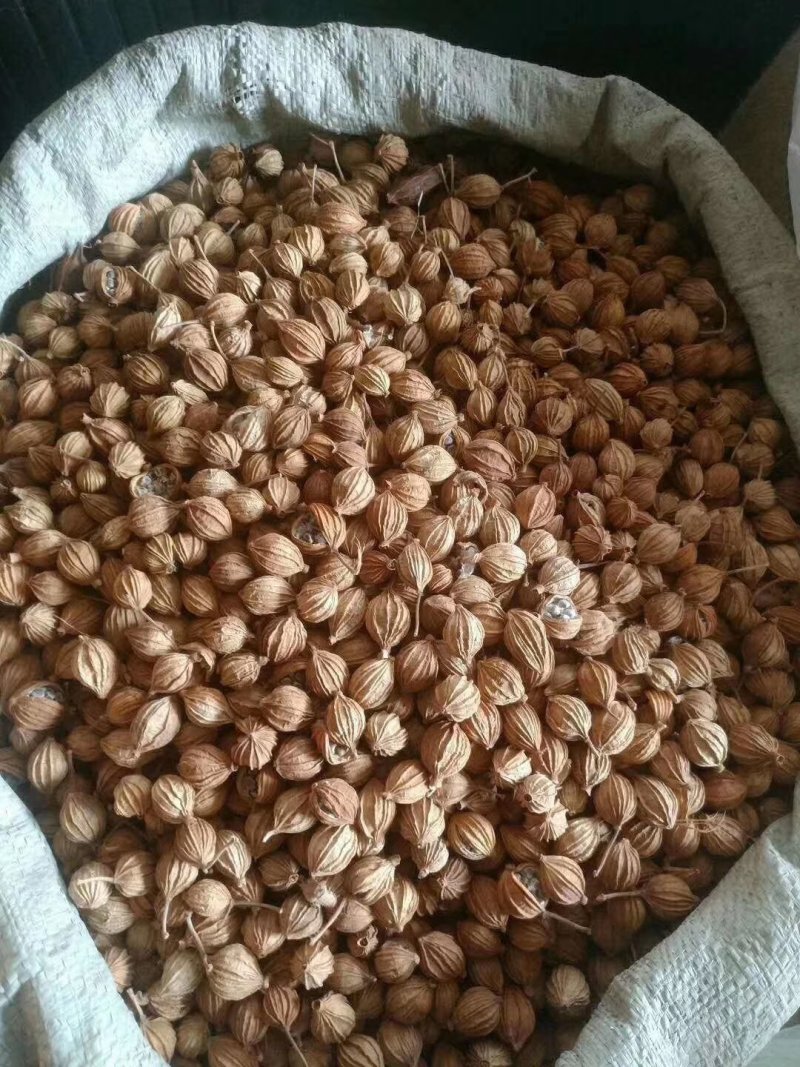 香砂