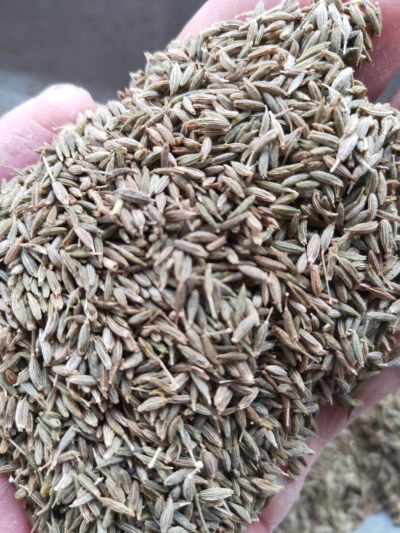 新疆孜然