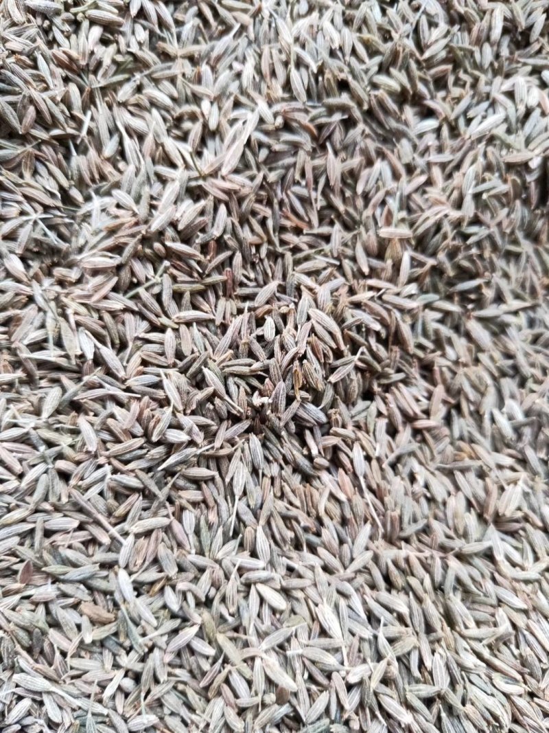 新疆孜然