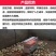唐唐保暖灯育雏保温器全自动养殖加温设备雏鸡苗保温伞