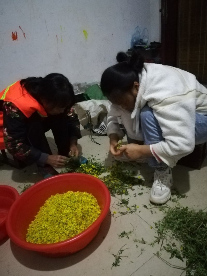 野菊花