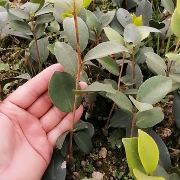 长林嫁接高产油茶苗（白花）