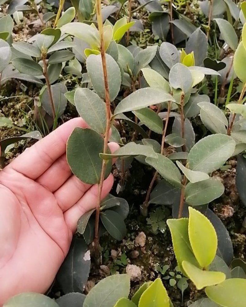 长林嫁接高产油茶苗（白花）
