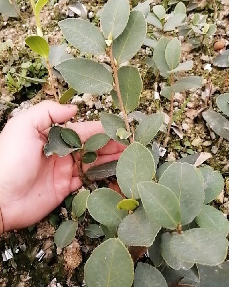 长林嫁接高产油茶苗（白花）