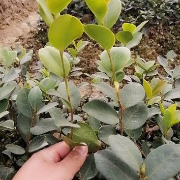 多品种高产嫁接油茶苗（一年苗）