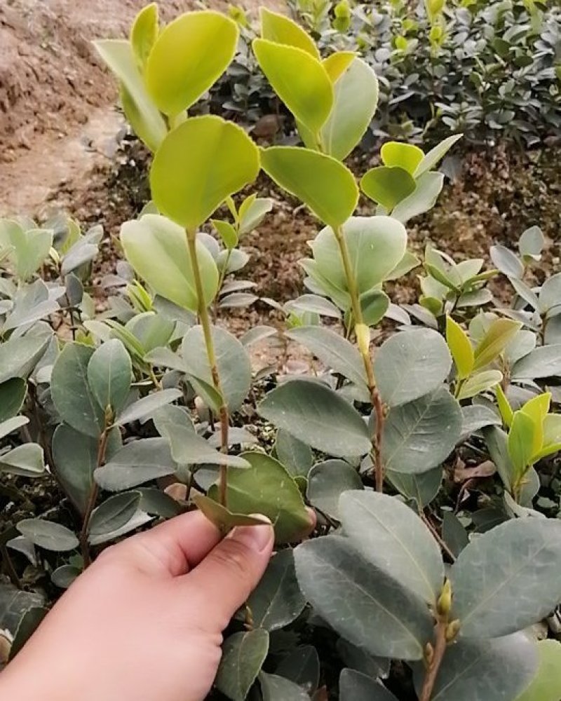 多品种高产嫁接油茶苗（一年苗）