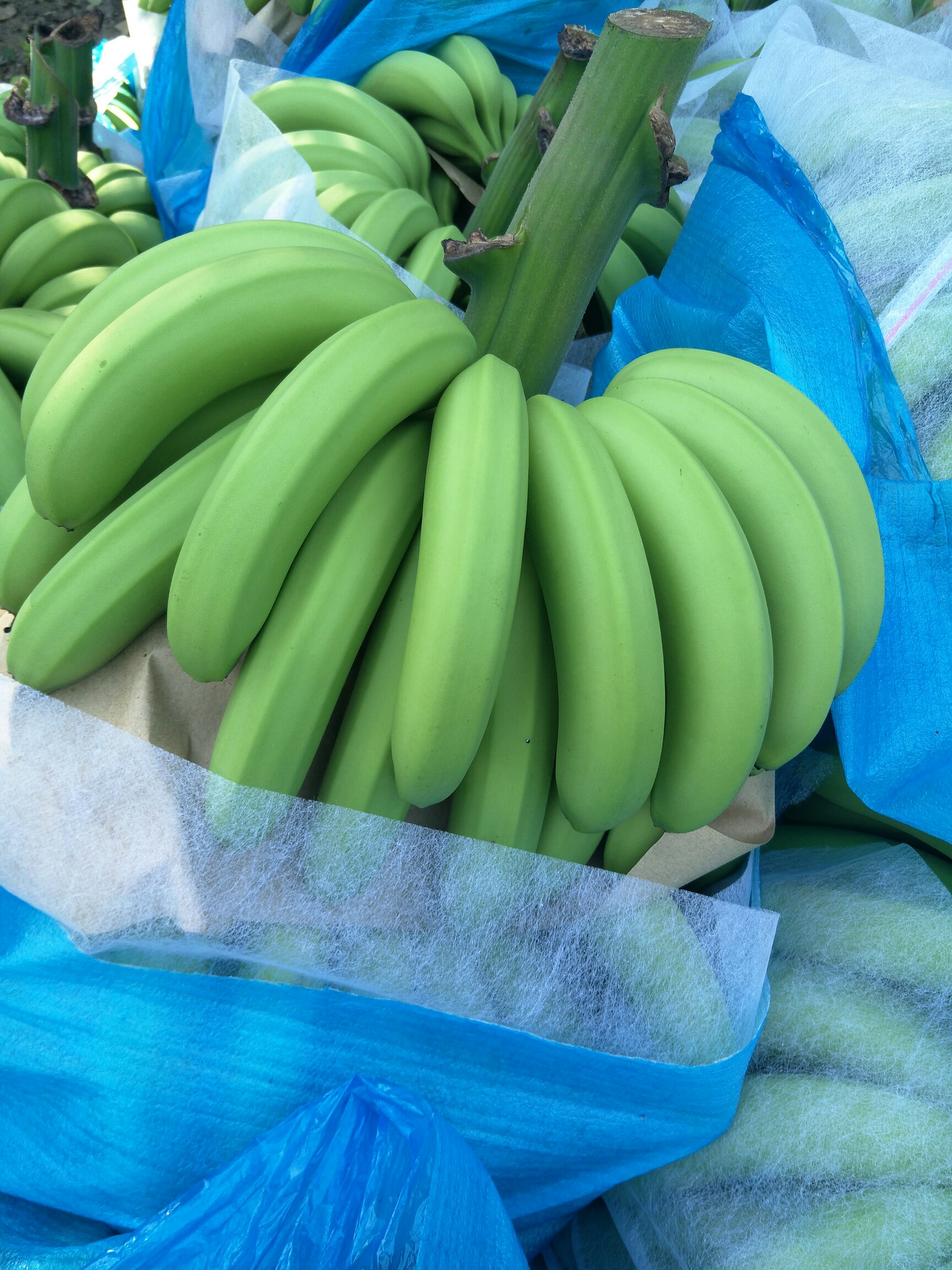 [香蕉批发]香蕉0.75元/斤 - 一亩田