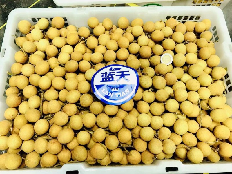 泰国蓝天牌龙眼代办进口
