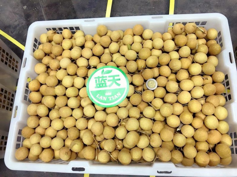 泰国蓝天牌龙眼代办进口