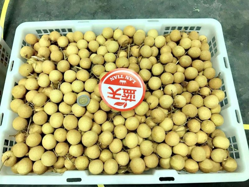 泰国蓝天牌龙眼代办进口