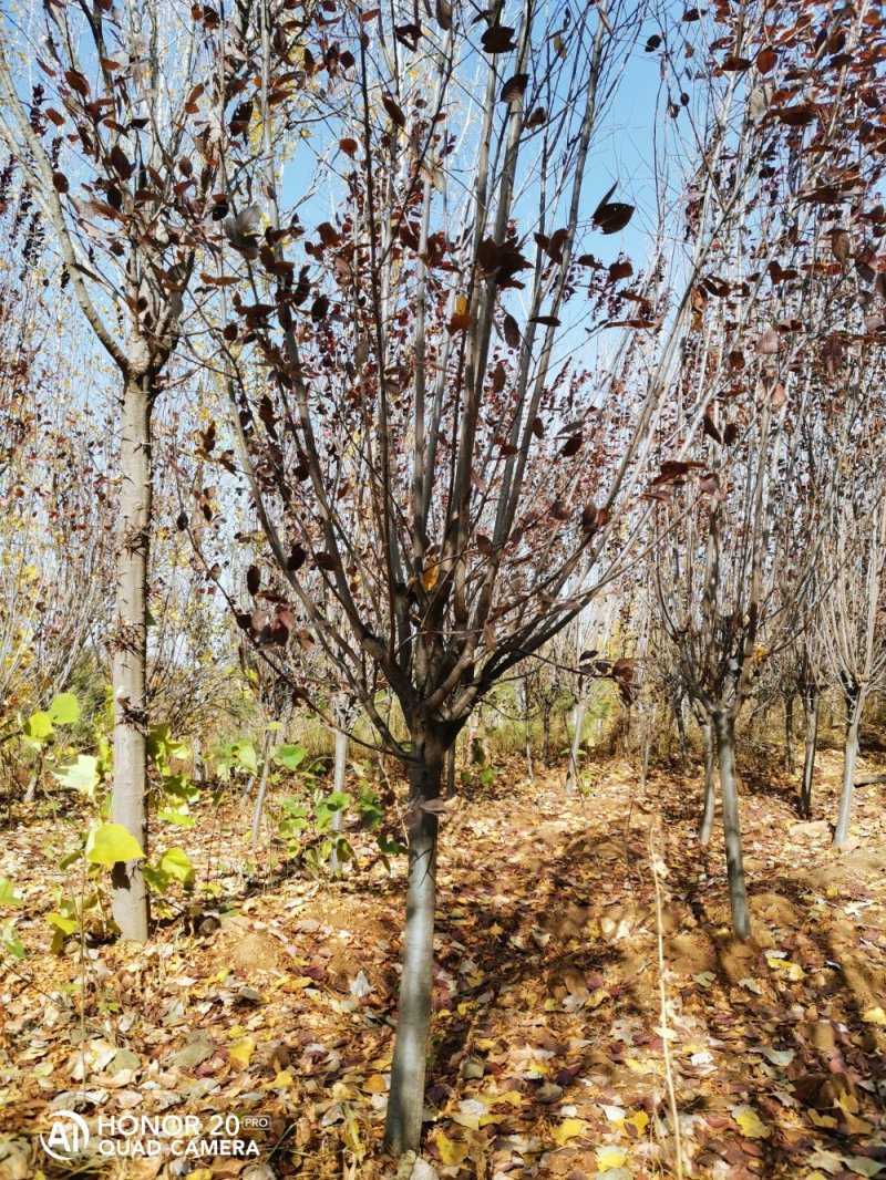 红(紫)叶李（3~12公分）