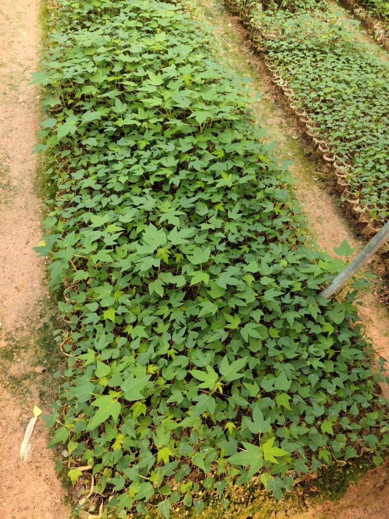 基地直供/大青水果木瓜苗红肉甜木瓜苗种子营养袋苗子