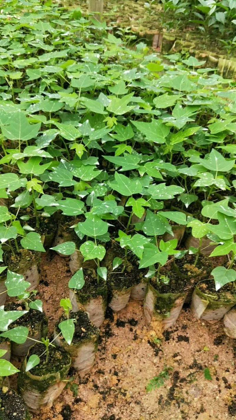 基地直供/大青水果木瓜苗红肉甜木瓜苗种子营养袋苗子
