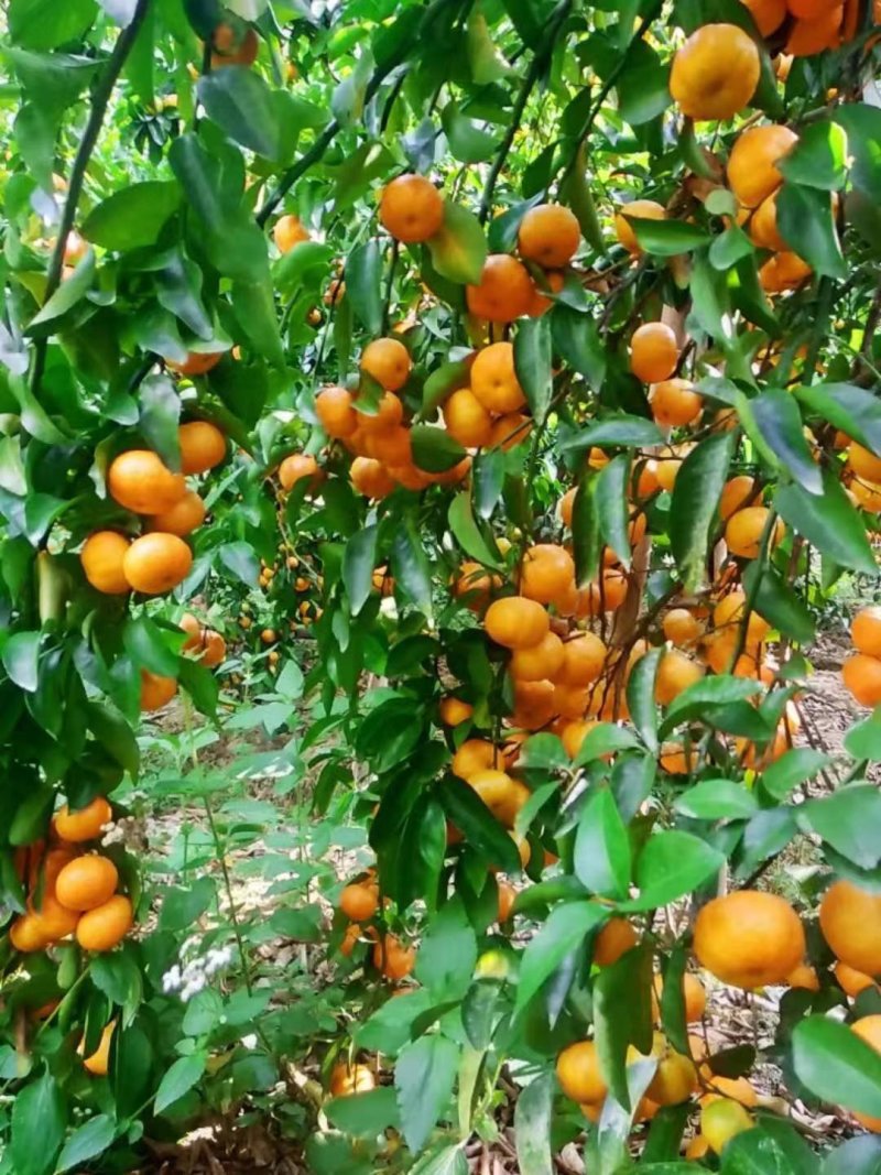 沙糖桔，起沙，甜度够，颜色好