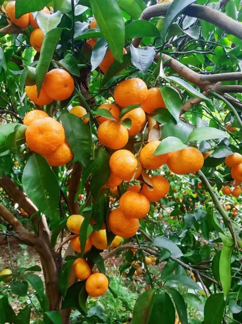 沙糖桔，起沙，甜度够，颜色好