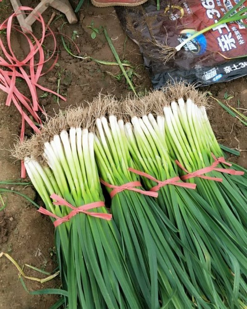 红根蒜苗大量上市。量大从优。