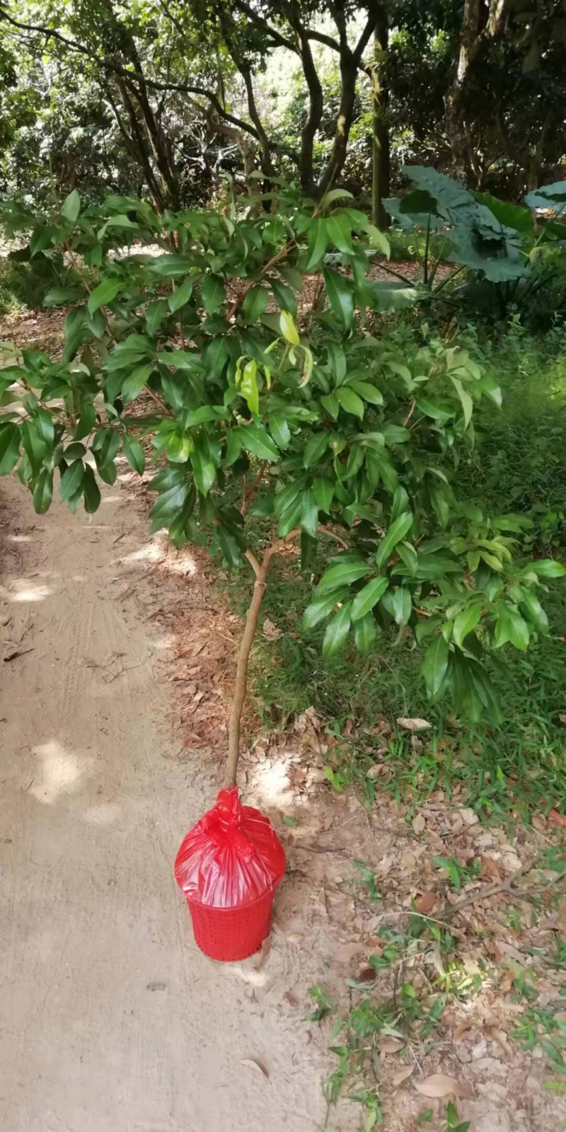 正宗增城基岗村仙进奉
