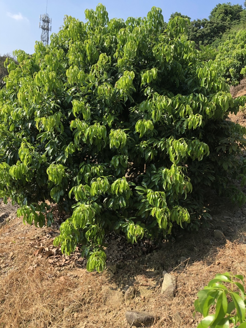 正宗增城基岗村仙进奉