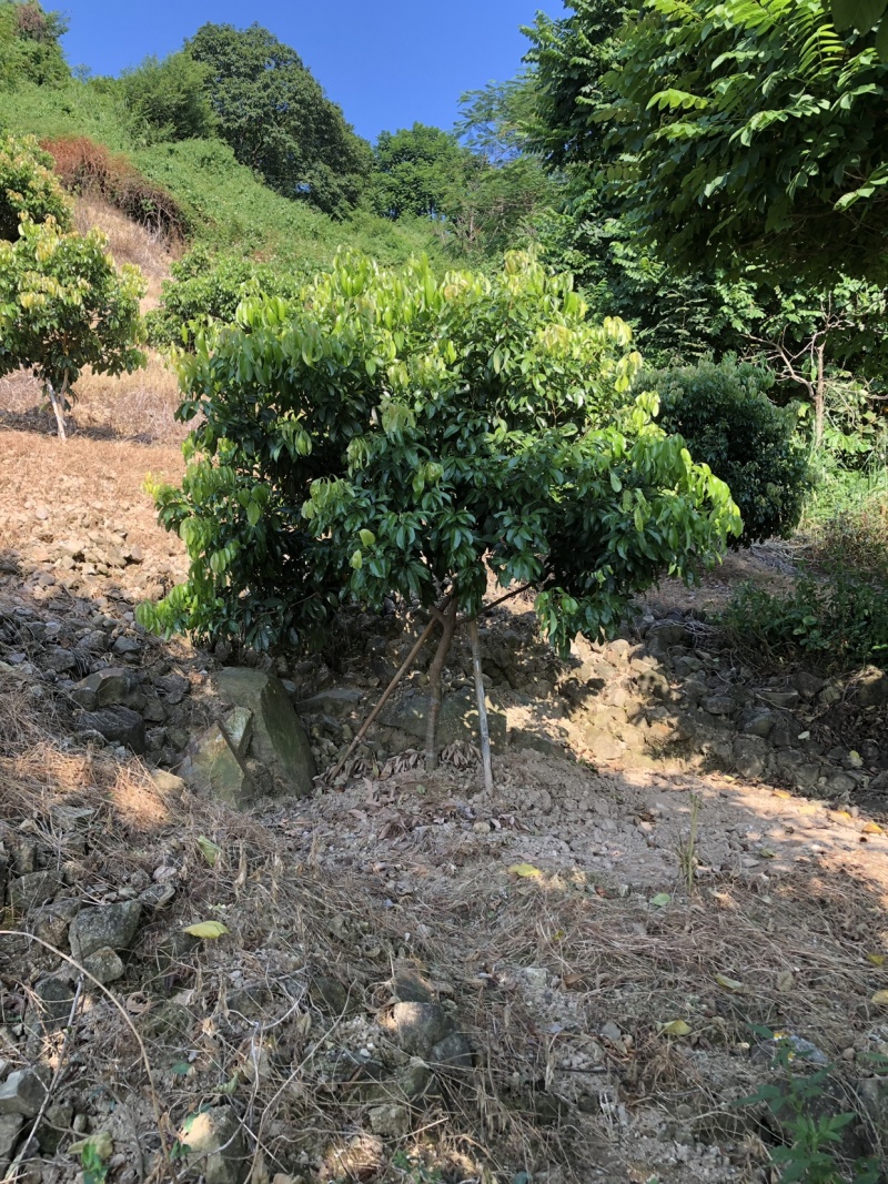 正宗增城基岗村仙进奉
