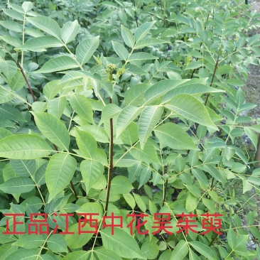 江西纯正宗中花吴茱萸苗，茶腊苗