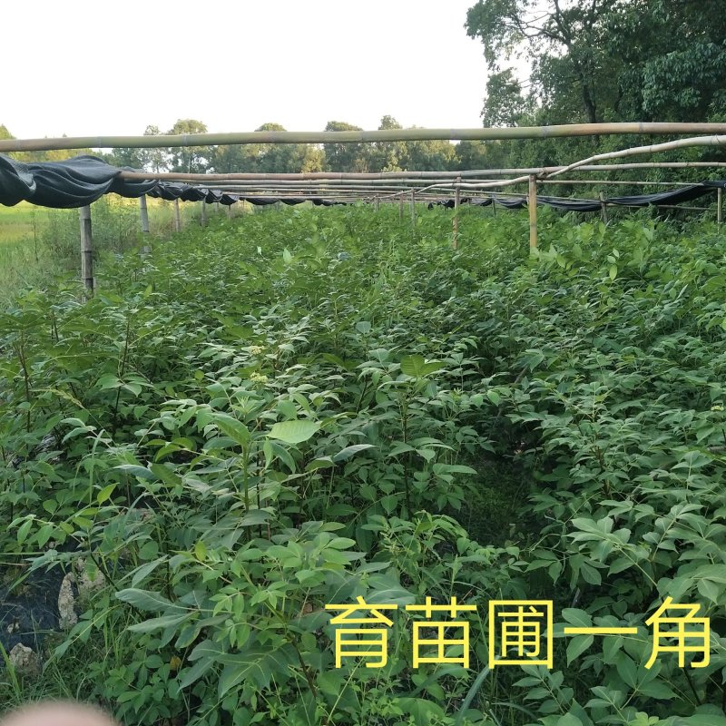 江西纯正宗中花吴茱萸苗，茶腊苗