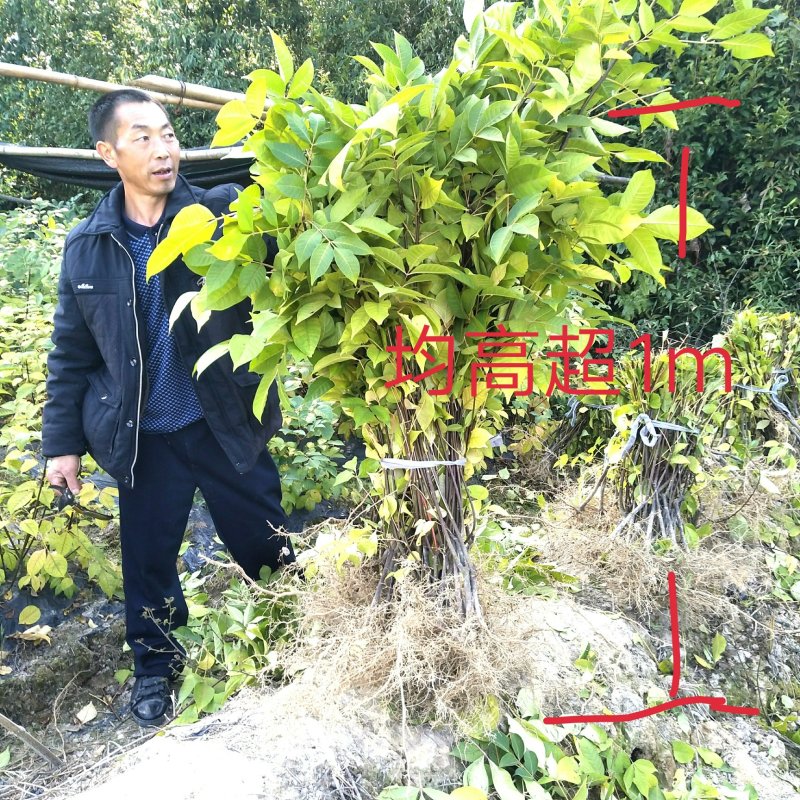 江西纯正宗中花吴茱萸苗，茶腊苗