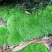 野生苔藓植物微景观盆景铺面藓活包邮DIY创意迷你植物假山