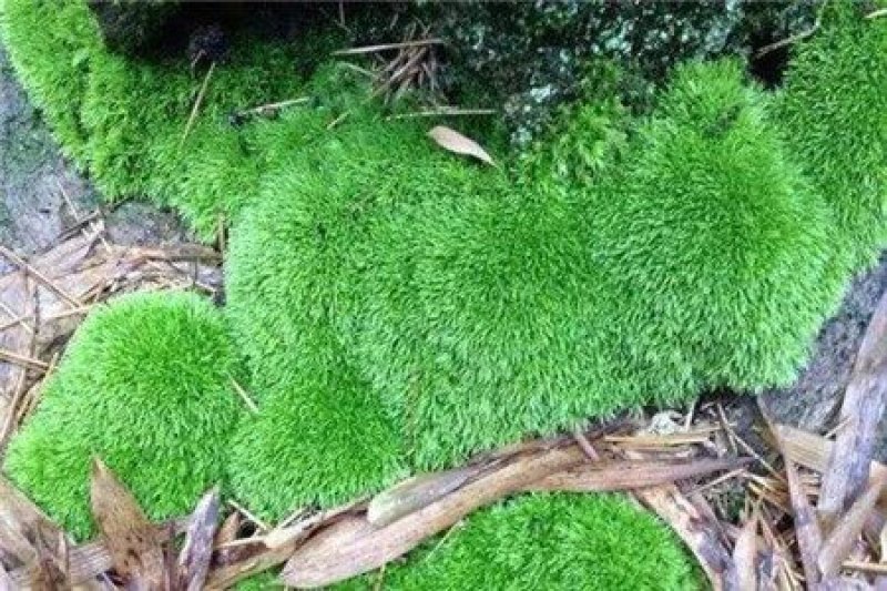 野生苔藓植物微景观盆景铺面藓活包邮DIY创意迷你植物假山