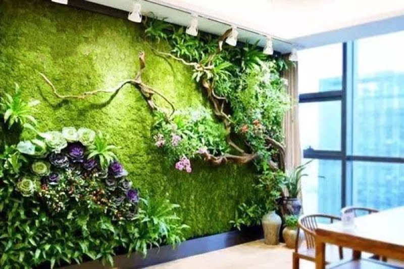 野生苔藓植物微景观盆景铺面藓活包邮DIY创意迷你植物假山